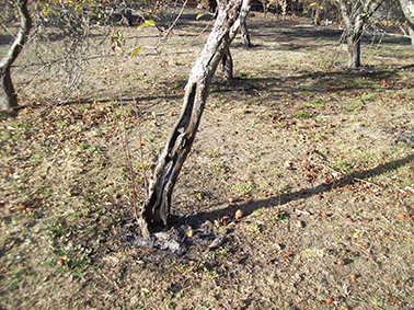 floresta 1